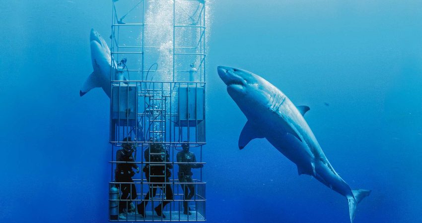 Dive into the Deep: Discover Shark Diving in Hawaii for an Unforgettable Experience