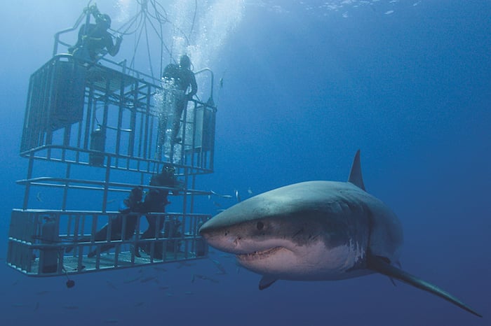 oahu shark cage